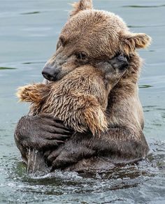 two brown bears are hugging in the water, with their heads touching each other's hands