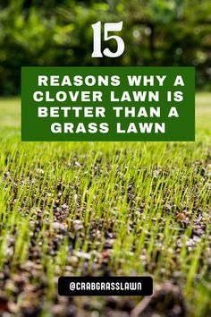 15 Reasons Why a Clover Lawn is Better Than a Grass Lawn Grow Grass Fast, Lawn Grass Types, Manga Backgrounds, Best Grass Seed, Grass Types, Lawn Problems, Diy Landscape, Pergola Pictures