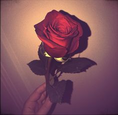 a single red rose being held by someone's hand