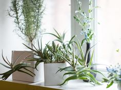 some plants are sitting on a window sill