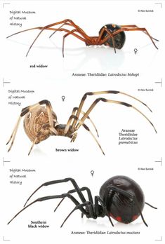 the different types of spiders and their names