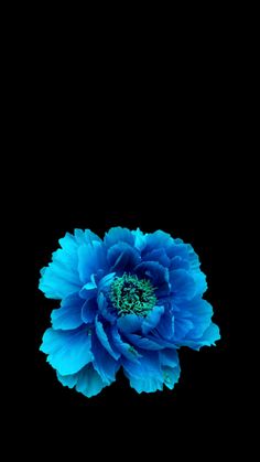 Flower Lockscreen, Tiktok Trends, Iphone Wallpaper Hipster, Floral Wallpaper Phone, Trippy Wallpaper, Flower Iphone Wallpaper, Iphone Wallpaper Photos, Simple Flower, Flowers Wallpaper