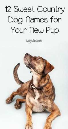 a dog sitting on the ground with text overlay that reads, 12 sweet country dog names