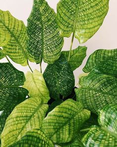 a close up of a green plant with lots of leaves