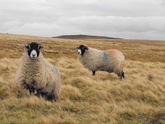 two sheep standing in the middle of a grassy field