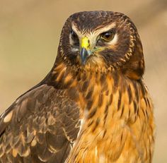 a brown and black bird with yellow eyes