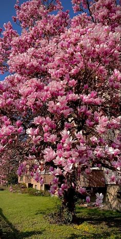 pink flowers are blooming on trees in the park