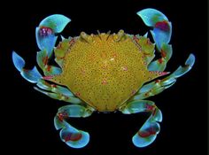 a yellow and blue crab on black background