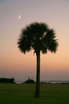 a palm tree with the moon in the sky above it and grass on the ground