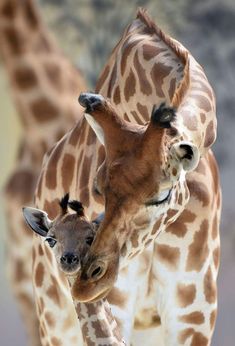 two baby giraffes standing next to each other