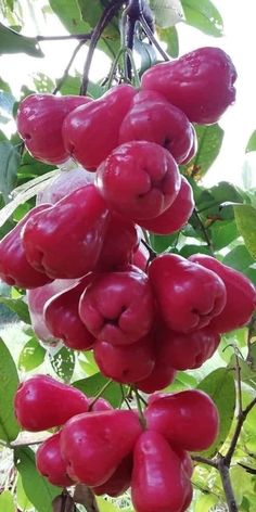 red fruit hanging from a tree in the sun