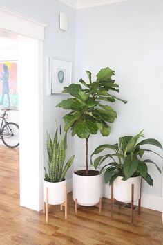 three potted plants sitting on top of a wooden floor next to a white wall