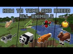 how to time and breed all animals in minecraft