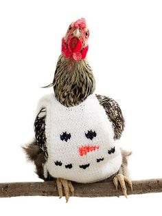 a chicken sitting on top of a branch wearing a sweater