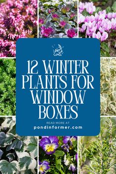 Article about 12 Winter Plants for Window Boxes, top plant picks, perfect for the winter season

Winter,  Winter gardening, Window Boxes, Winter Plants