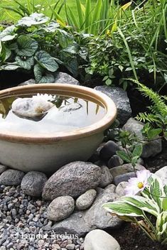 a bowl filled with water surrounded by rocks and plants