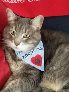 a gray cat wearing a blue bandana that says adopt me