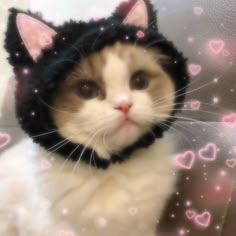 a white and brown cat wearing a black hat with hearts on it's side