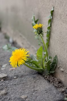 a yellow dandelion growing out of the ground next to a concrete block wall