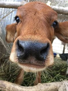 a brown cow standing next to a pile of hay