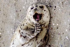 a seal with its mouth open and it's paw in the air