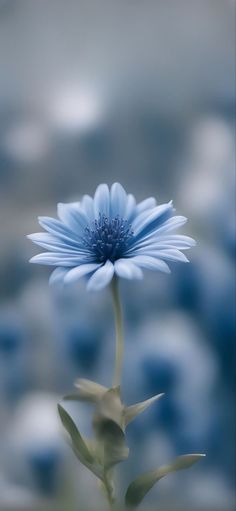 a single blue flower is in the foreground and blurry background