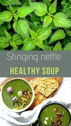 two bowls filled with green smoothie next to some leaves on a cutting board and the words, stringing nettle healthy soup