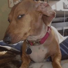 a brown and white dog laying on top of a bed