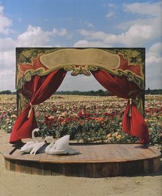 two white swans sitting on top of a wooden platform in front of a flower field