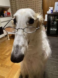 a white dog wearing glasses sitting on the floor