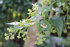 some white flowers and green leaves on a tree