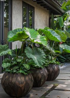 three planters with large green plants in them sitting on the side of a building