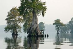 a group of trees that are sitting in the middle of water with people walking around them