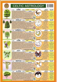 a poster on the side of a wooden table showing different types of plants and animals