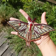 a hand holding a small moth in it's palm