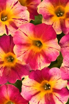 pink and yellow petunias are blooming together