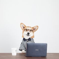 a dog wearing glasses sitting at a desk with a laptop and coffee cup in front of it