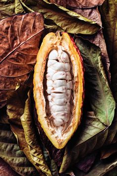 the inside of a cocoa pod with leaves surrounding it