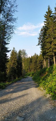 a gravel road surrounded by trees and bushes