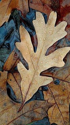 a leaf laying on the ground with other leaves around it