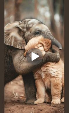 Try Not To Laugh Animals, Unusual Animal Friendships, Funny Looking Cats, Braids For Medium Length Hair, Homecoming Mums Diy, Hair School, Cat Call, Medium Length Hair Men, Hairstyles For Medium Length Hair Easy