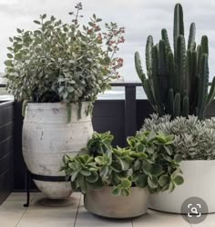 three large potted plants sitting on top of a tiled floor next to each other