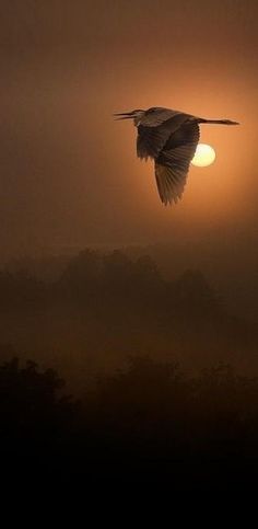 a bird flying in the air at sunset