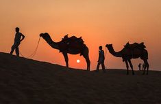 three camels are standing in the sand as the sun sets behind them, with people walking by