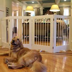 a dog laying on the floor in front of a gate