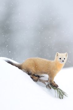 an animal that is standing in the snow