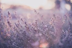 lavender flowers are growing in the field with sunlight shining on them and blurry background