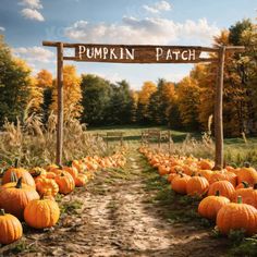 a pumpkin patch with lots of pumpkins on the ground