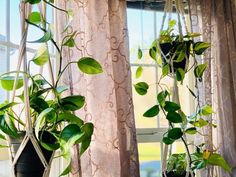 two potted plants are hanging from the window sill in front of curtained windows