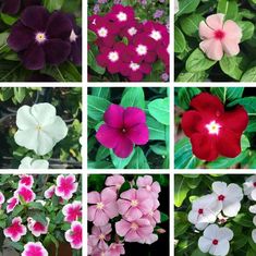 many different types of flowers are shown in this collage, including pink and white petunias